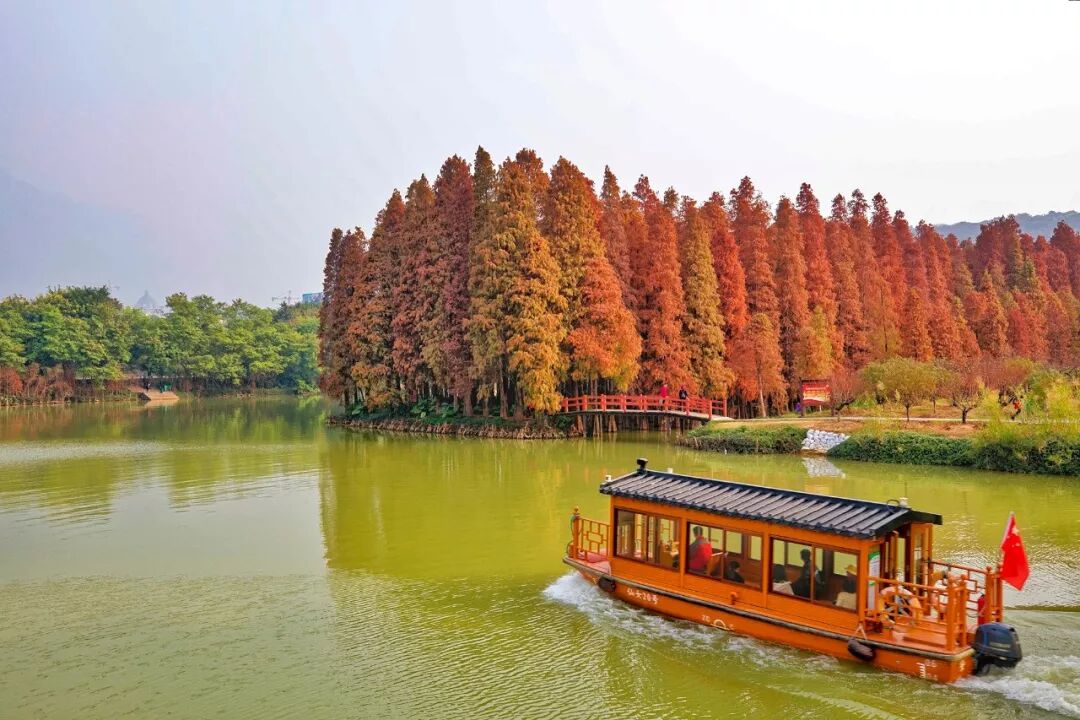 秋冬来星湖国家湿地公园在漫天红叶下邂逅百鸟天堂