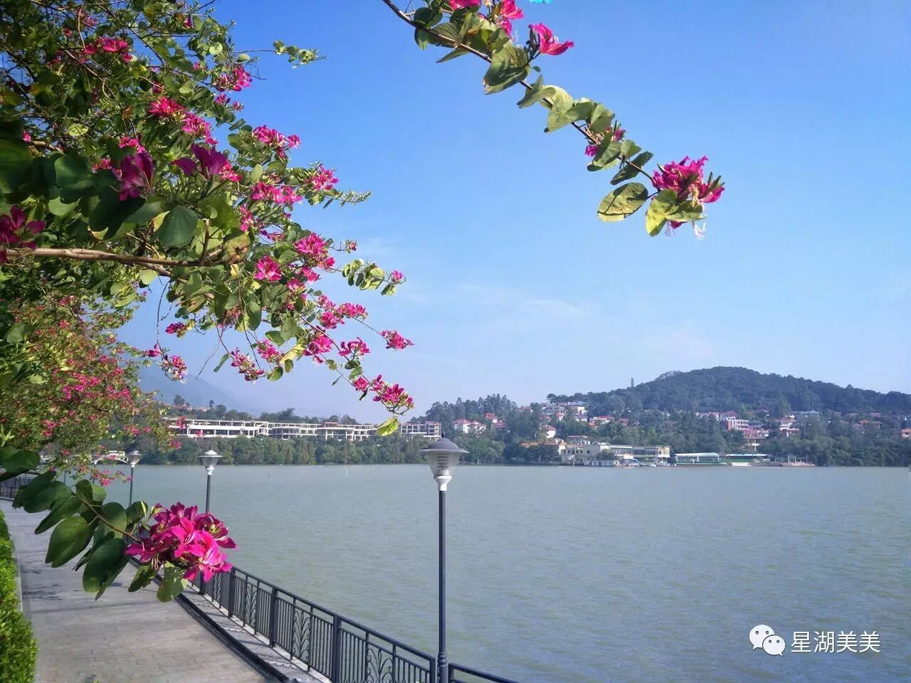 星湖西堤的紫荆花已经盛放!约吗?