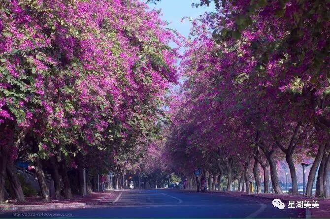 星湖西堤的紫荆花已经盛放!约吗?