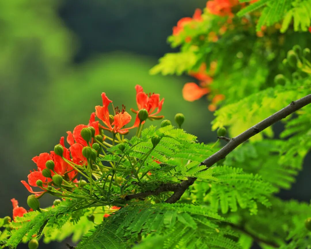 火力全开星湖凤凰花又震撼登场最新现场美图爆屏了