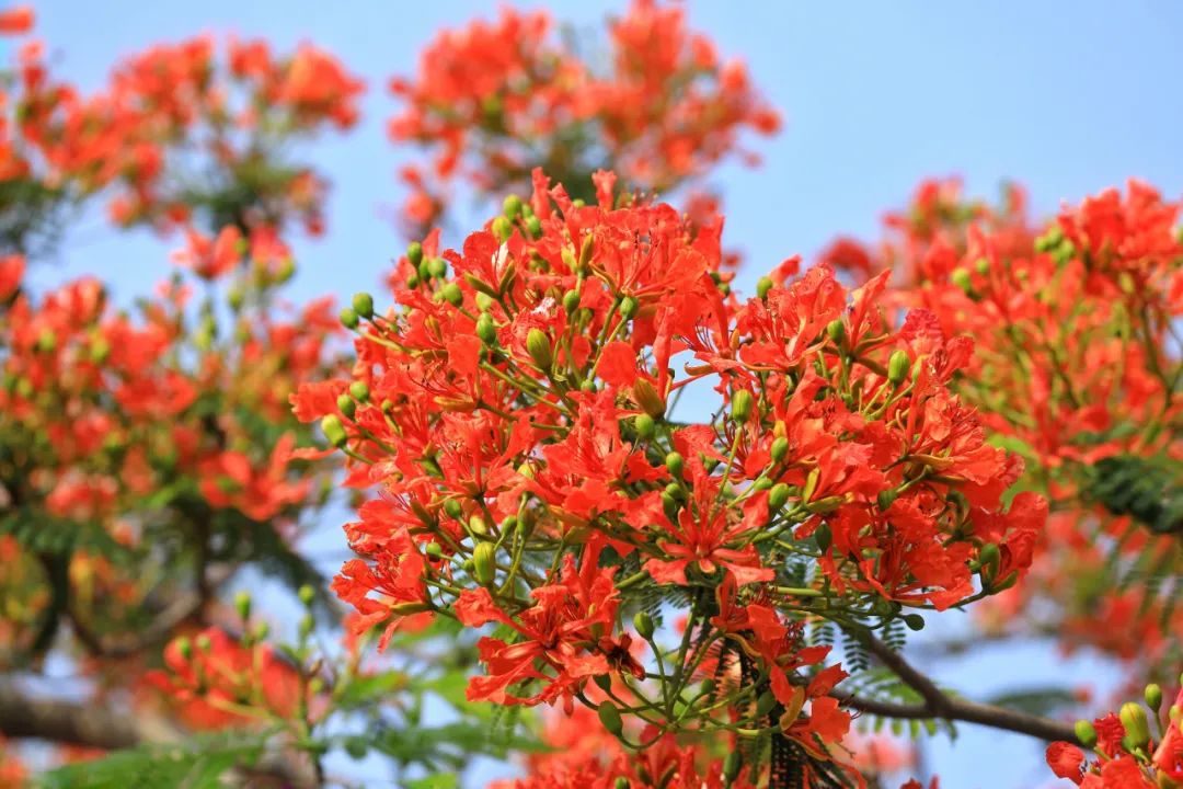 1号 摄凤凰花,又名红花楹,火树,苏木科落叶大乔木,属于热带观赏花树