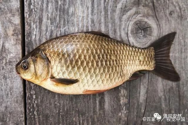 鲫鱼性寒还是热性？吃鲫鱼有什么好处？吃鲫鱼有4个禁忌！