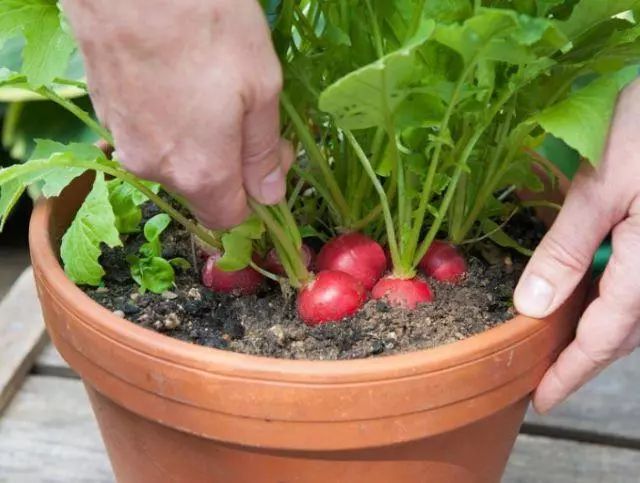誰說種菜一定要有院子，最適合盆栽16種蔬菜打造你的菜園 生活 第10張