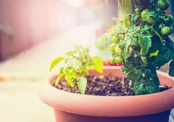 誰說種菜一定要有院子，最適合盆栽16種蔬菜打造你的菜園 生活 第4張