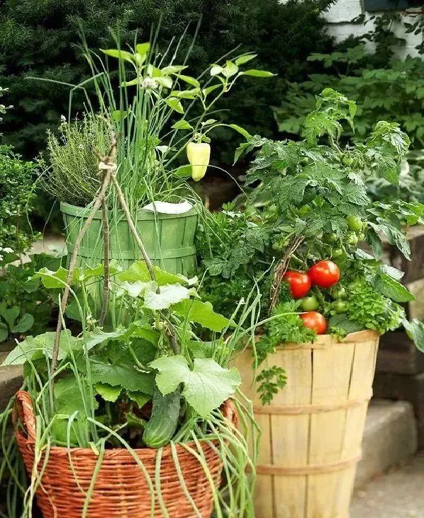 誰說種菜一定要有院子，最適合盆栽16種蔬菜打造你的菜園 生活 第5張
