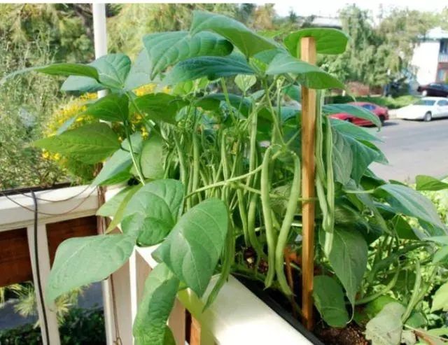 誰說種菜一定要有院子，最適合盆栽16種蔬菜打造你的菜園 生活 第7張