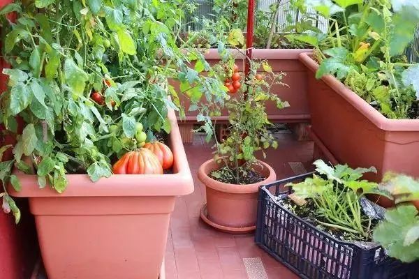 誰說種菜一定要有院子，最適合盆栽16種蔬菜打造你的菜園 生活 第2張
