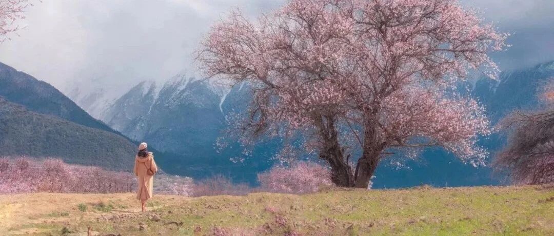 【错过再等一年】2022最美桃花季，6天5晚松赞林芝雪域桃花之旅，赴一场春天之约~