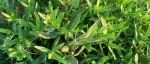 ​3月，碰到这菜别手软，全身是宝，比荠菜还营养，农村遍地是，食用期很短，用它包饺子吃真香！可惜很多人当杂草~