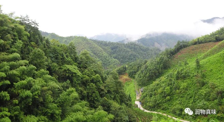 太平猴魁，茶中君子。