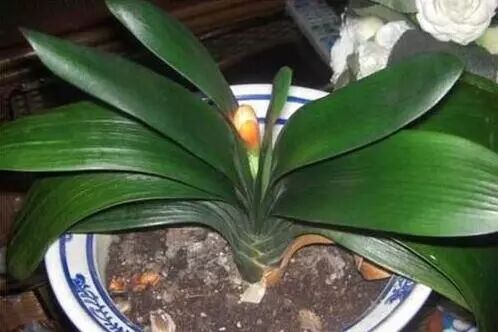 君子蘭 不生不死 如假花 澆上一杯 它 清清醒醒竄花劍 中國熱點