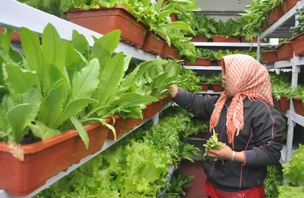 第13期最新无土栽培 的应用与寿光高产蔬菜种植技术培训班 锄禾网 锄禾 中国锄禾网 锄禾日当午 有机农业的发展前景 有机农业生态园 生态农业 农业互联网 农业供给侧改革 现代农业