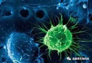 最新！美德宣布癌癥疫苗大獲成功，癌細(xì)胞已擴(kuò)散也可痊愈！