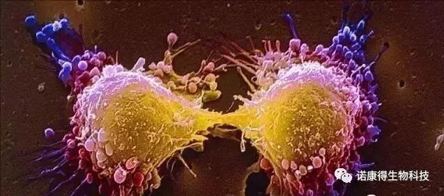 最新！美德宣布癌癥疫苗大獲成功，癌細(xì)胞已擴(kuò)散也可痊愈！