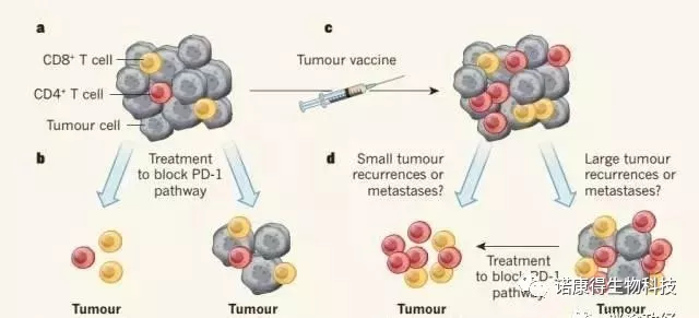 最新！美德宣布癌癥疫苗大獲成功，癌細胞已擴散也可痊愈！