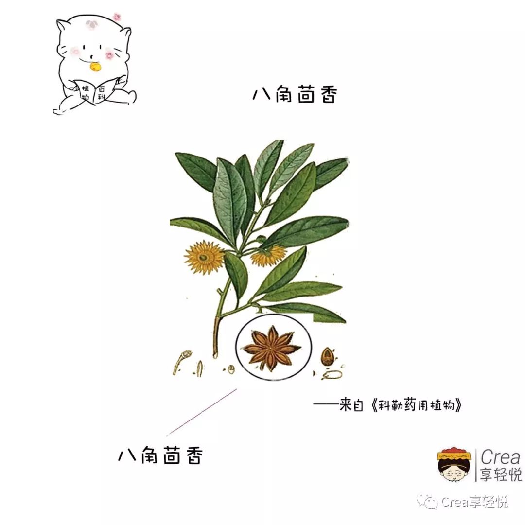 小茴香 真的不是一个单独的存在 Crea享轻悦 微信公众号文章阅读 Wemp