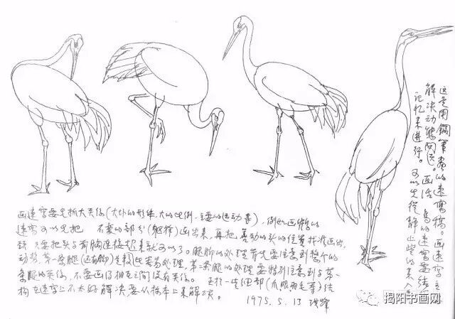 大块的形体,大的比例,主要的运动等,例如画鹤的速写可以先把不变的