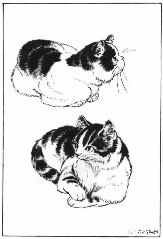 书画课堂画猫动态技法