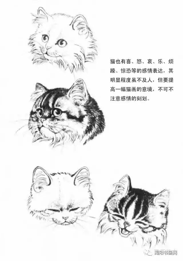 书画课堂画猫动态技法