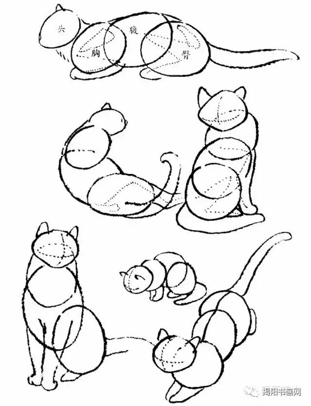 书画课堂画猫动态技法