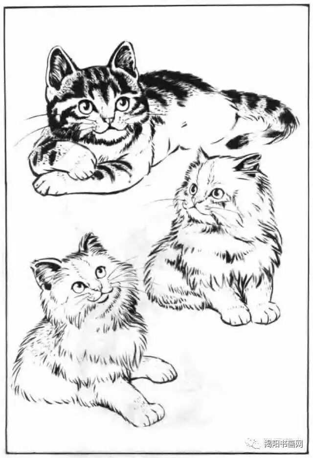 书画课堂画猫动态技法