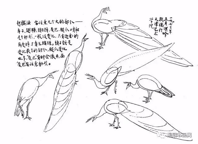书画课堂孙其峰花鸟画谱孔雀的画法