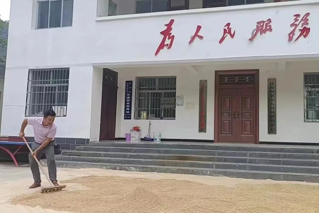 西和:助农晒粮 守护群众"粮袋子"_陇南市人民政府