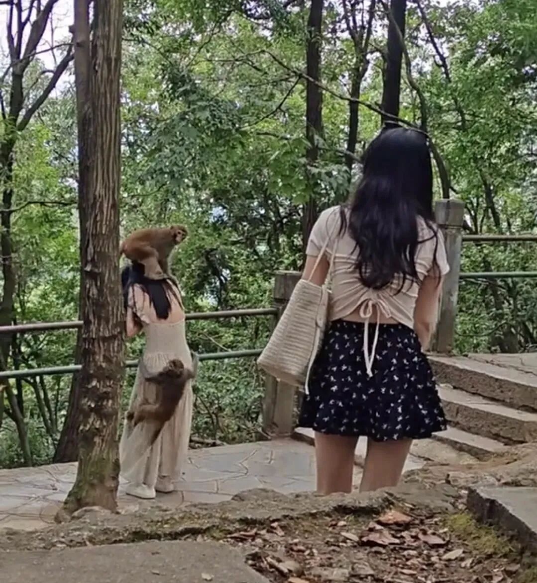 Boar on the Loose: Qingdao's Wild Warning - What You Need to Know - News Directory 3