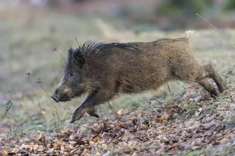 Boar on the Loose: Qingdao's Wild Warning - What You Need to Know - News Directory 3