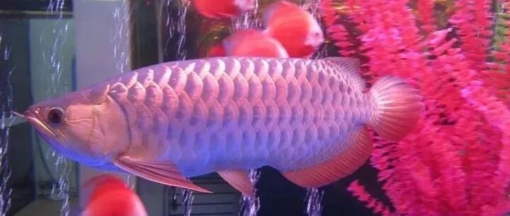 医生，我被鱼咬了，是不是要打狂犬疫苗啊...