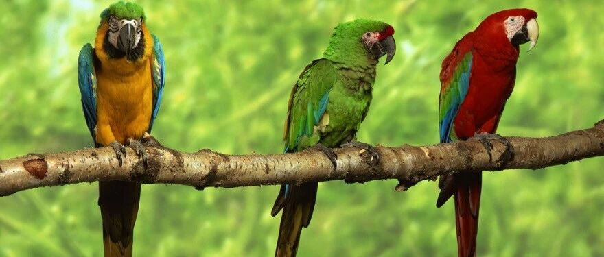 看人宰鸭子患鹦鹉热霸占热搜！这么邪乎吗？