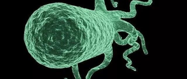 我幽门螺杆菌阳性，能吃能喝、没任何症状，会不会得胃癌？要不要治疗？