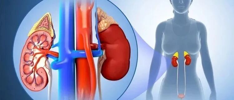 肾脏好的人，身体会有4个表现，若你一个也没有，可能肾功能坏了