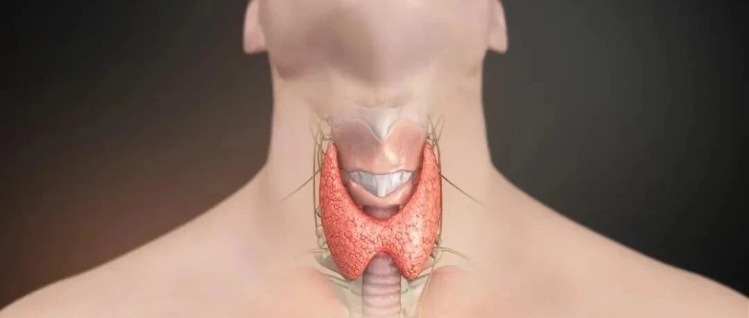 喝水都胖？总觉得疲惫犯困无力？可能是甲状腺出了问题