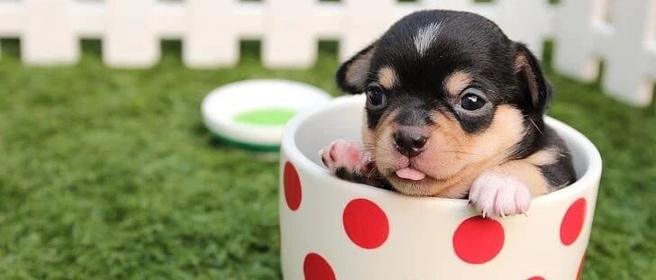 宠物不出门体内就没寄生虫？看不见的致命威胁更可怕……