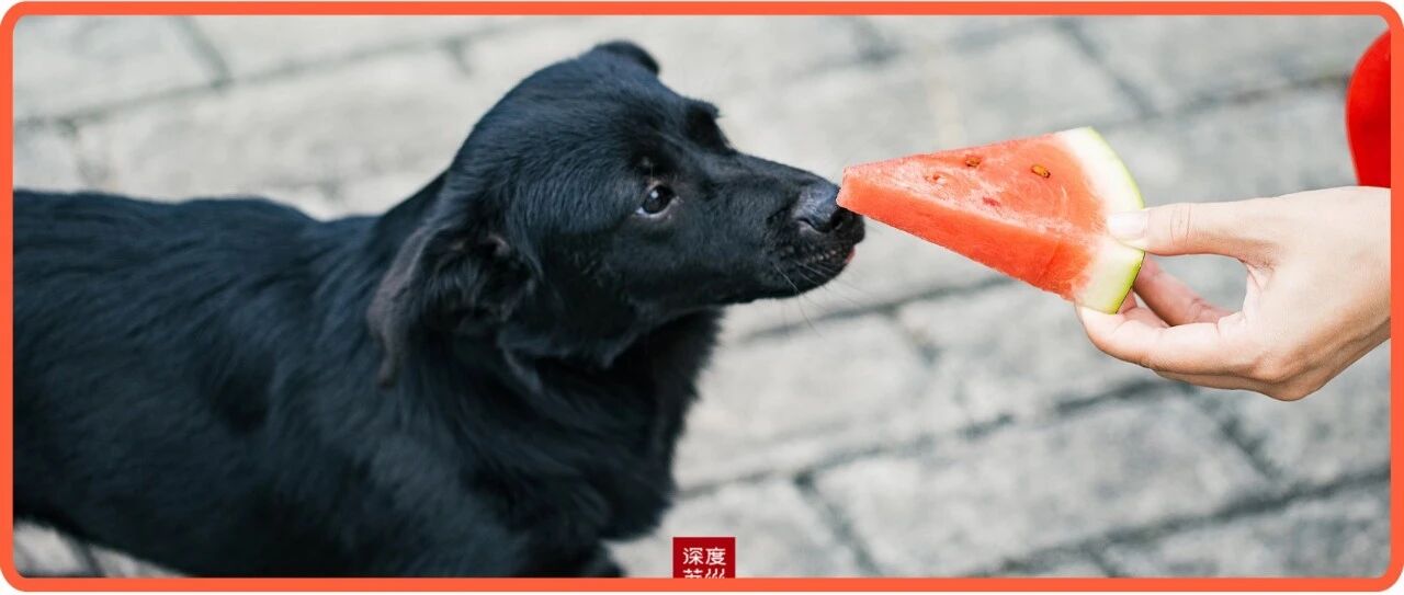 “上海第一台流浪小动物喂食机”火了，苏州......