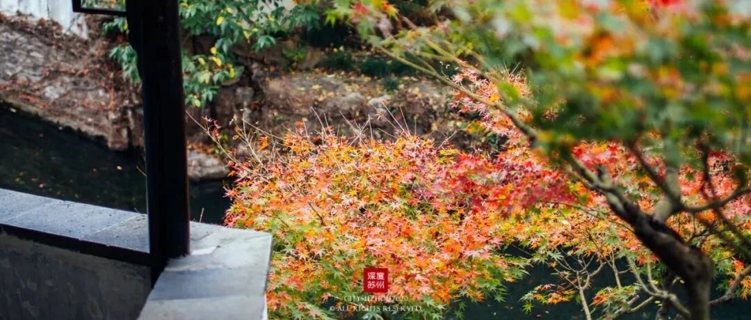 银杏、红枫和菊花，秋天的这里是诗句中的模样