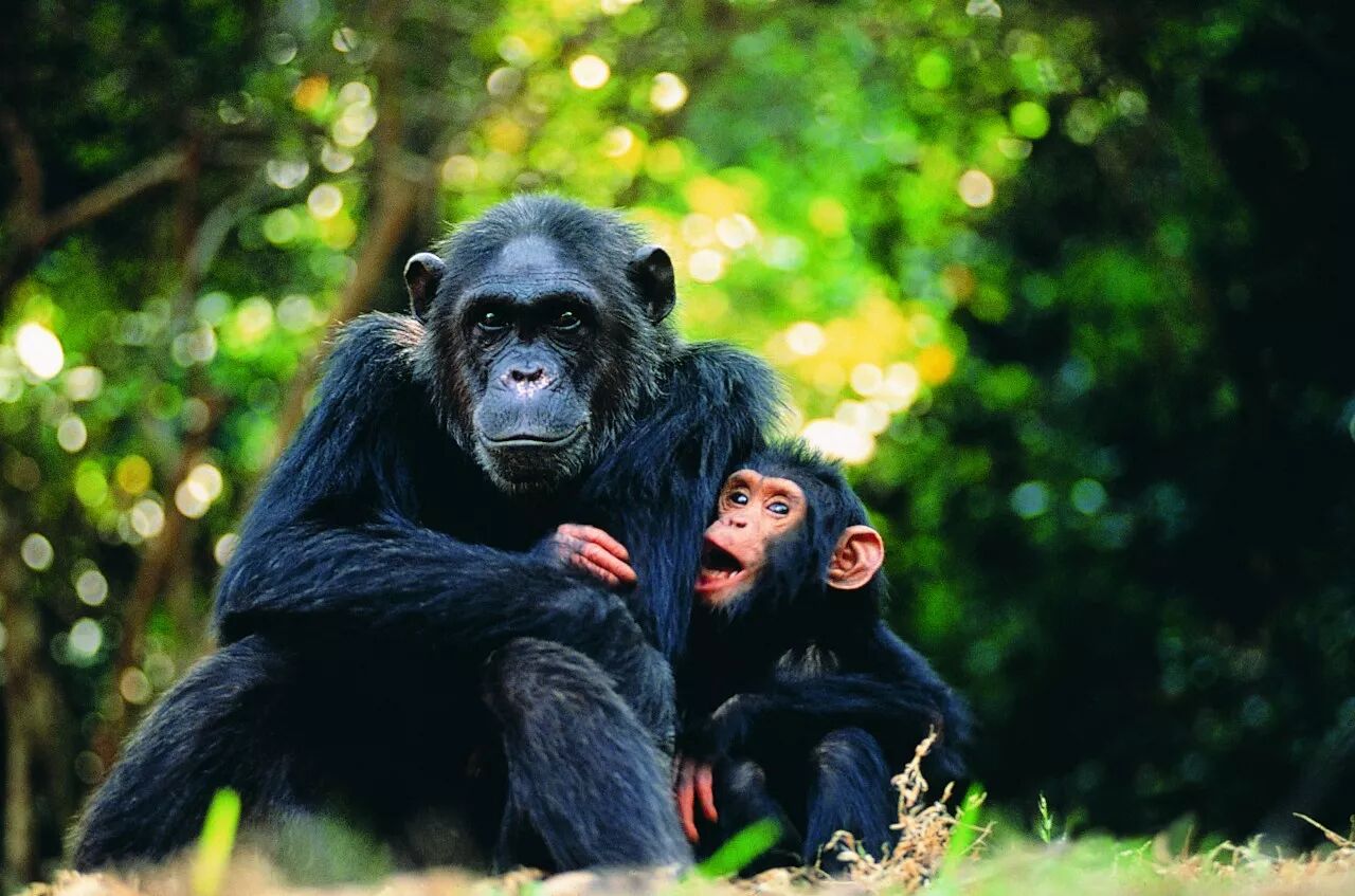 生物的 性 事知多少 中國科學報 微文庫