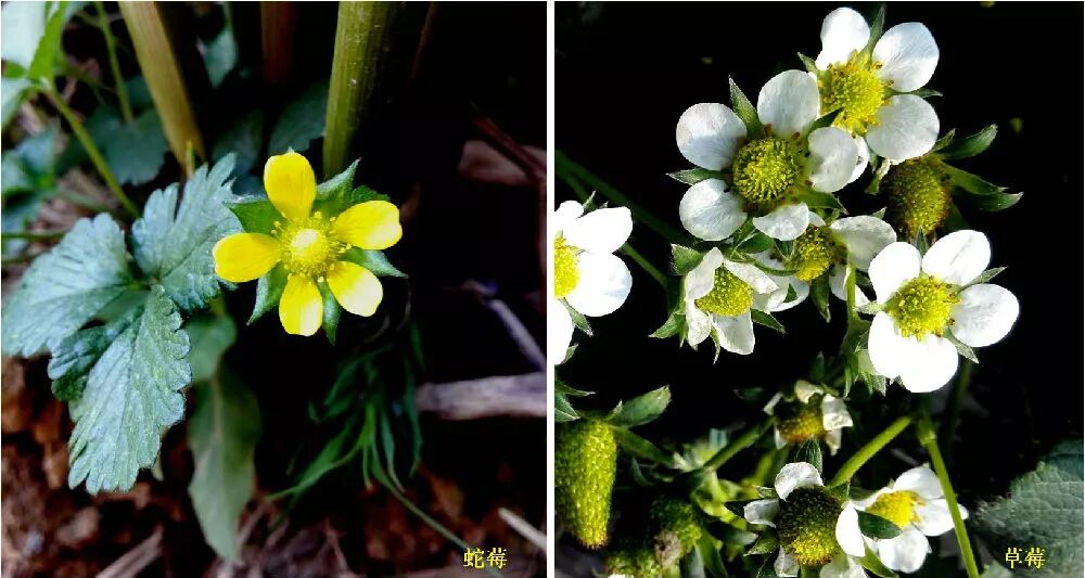 蛇莓真的和蛇有關係嗎 漲姿勢 中國科學報 微文庫