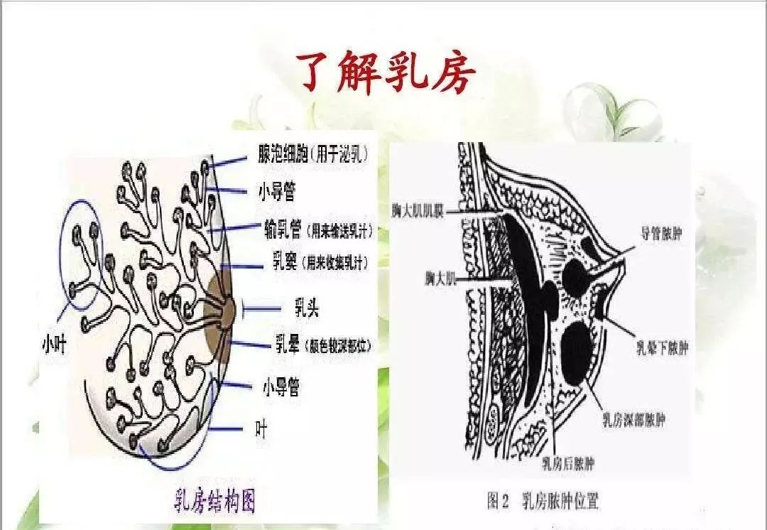 哺乳期间出现急性乳腺炎怎么办 Htd同源 微信公众号文章阅读 Wemp