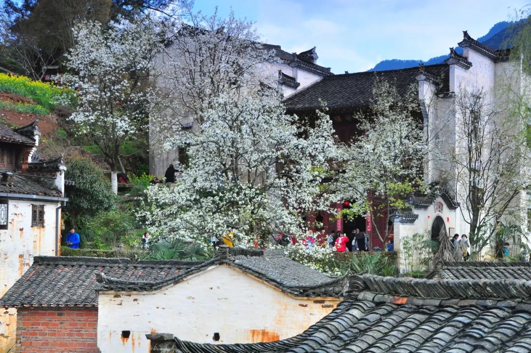 中國最美鮮花小鎮，驚艷了世界！這才是真正的「世外桃源」... 旅遊 第47張