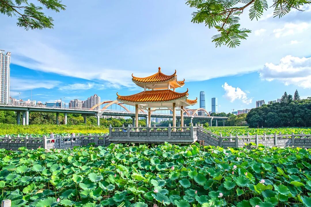 中国唯一没有“农村”的城市：无农民，40年前是小渔村！如今“富可敌国”，每年有500万人挤着来