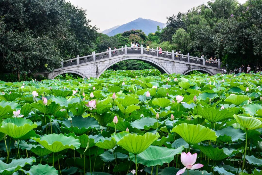 中国唯一没有“农村”的城市：无农民，40年前是小渔村！如今“富可敌国”，每年有500万人挤着来
