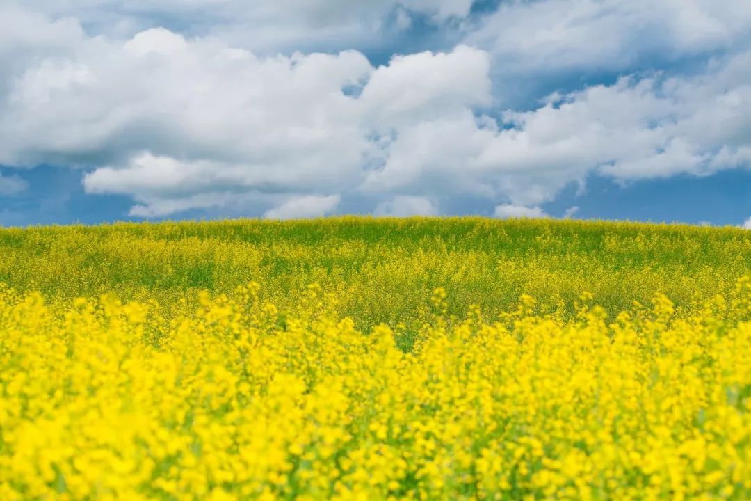 伊犁60000畝薰衣草花開成海，美哭全世界，是時候去新疆了！ 旅遊 第15張