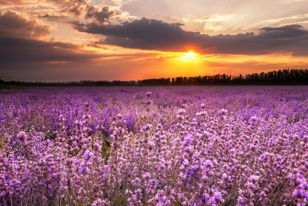 伊犁60000畝薰衣草花開成海，美哭全世界，是時候去新疆了！ 旅遊 第8張