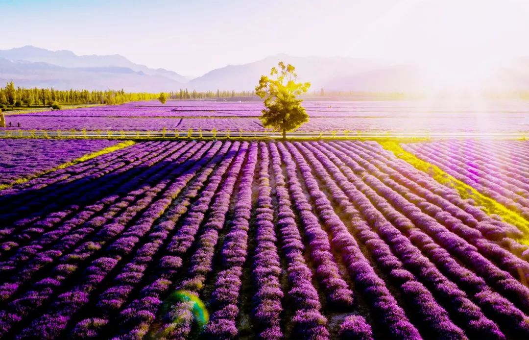 伊犁60000畝薰衣草花開成海，美哭全世界，是時候去新疆了！ 旅遊 第3張