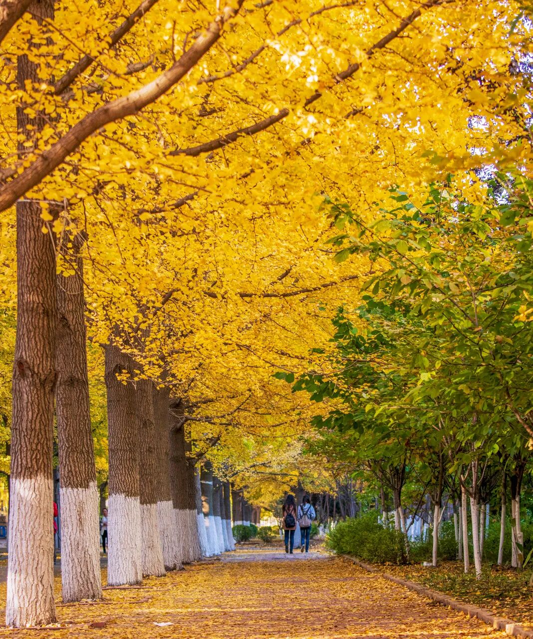 中国最大的“边境”城市，1000元就能玩爽！水果管够，海鲜管饱，比大连安逸，还藏着最美的秋色
