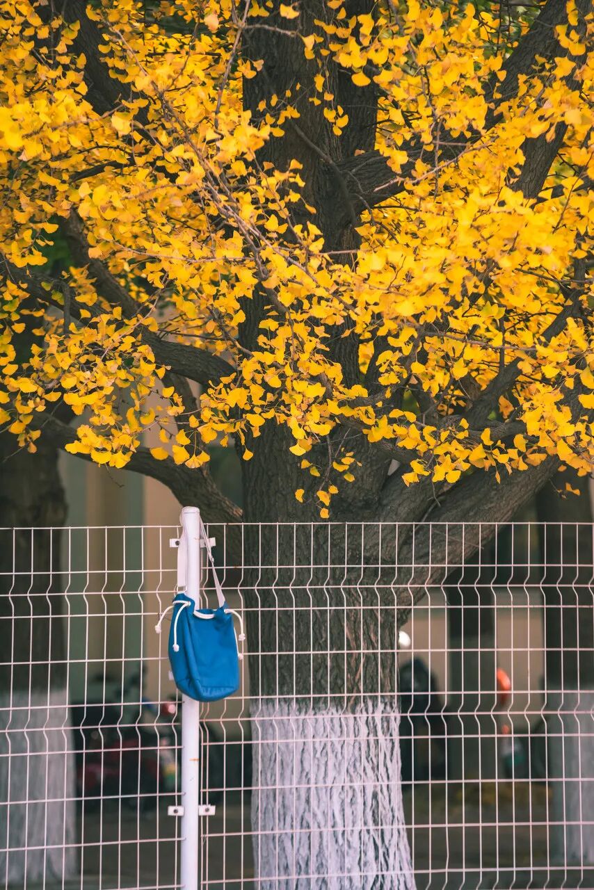 中国最大的“边境”城市，1000元就能玩爽！水果管够，海鲜管饱，比大连安逸，还藏着最美的秋色