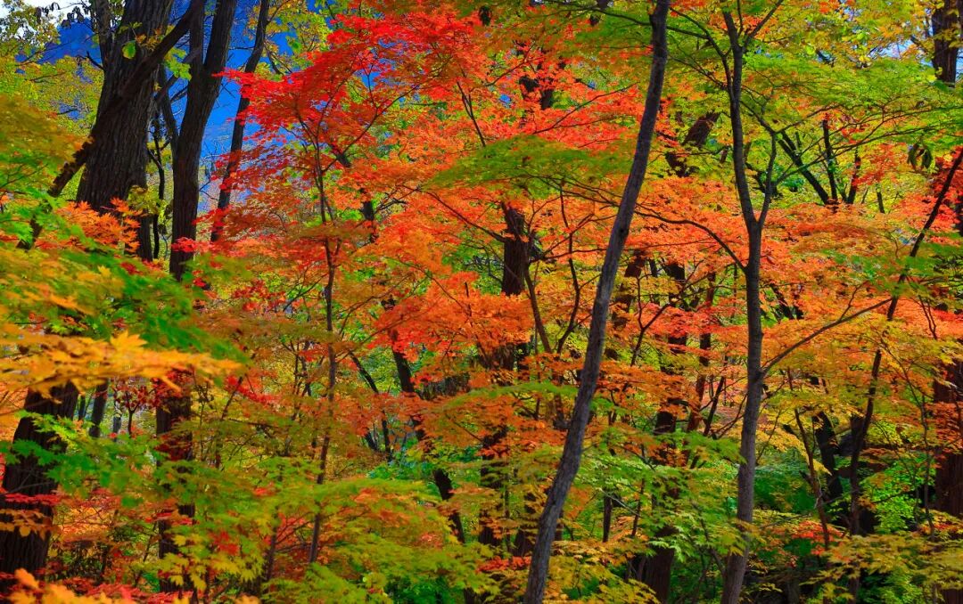中国最大的“边境”城市，1000元就能玩爽！水果管够，海鲜管饱，比大连安逸，还藏着最美的秋色