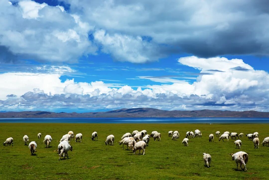 中国唯一没有“树”的城市：种活一棵奖励30万！比韩国大3倍，景色绝美，却无人敢去......